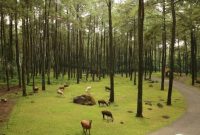 Taman Safari Terbaik Indonesia