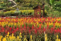 Taman Bunga Celosia Kemadang