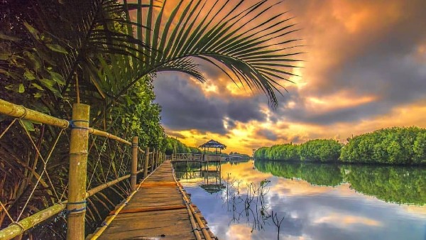 Tempat Wisata Mangrove Purworejo Demang Gedi