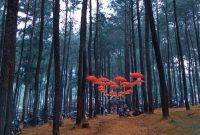 Wisata Alam Sikembang