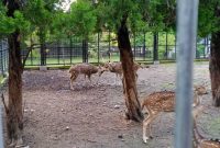 rusa di rumah arca boyolali