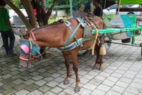 wisata kuda boyolali